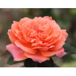 Amour de Molene / Амур Де Молен